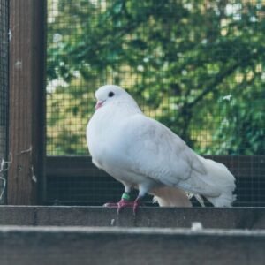 Strong Bird Netting Pune”