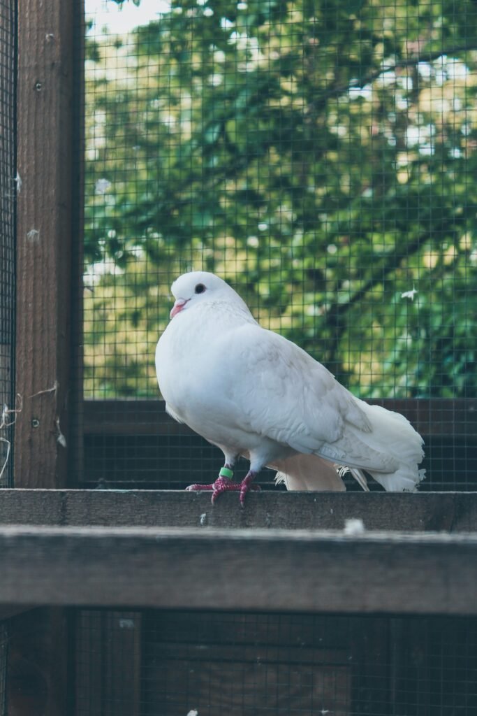 Strong Bird Netting In Sinhgad Road And Pune”