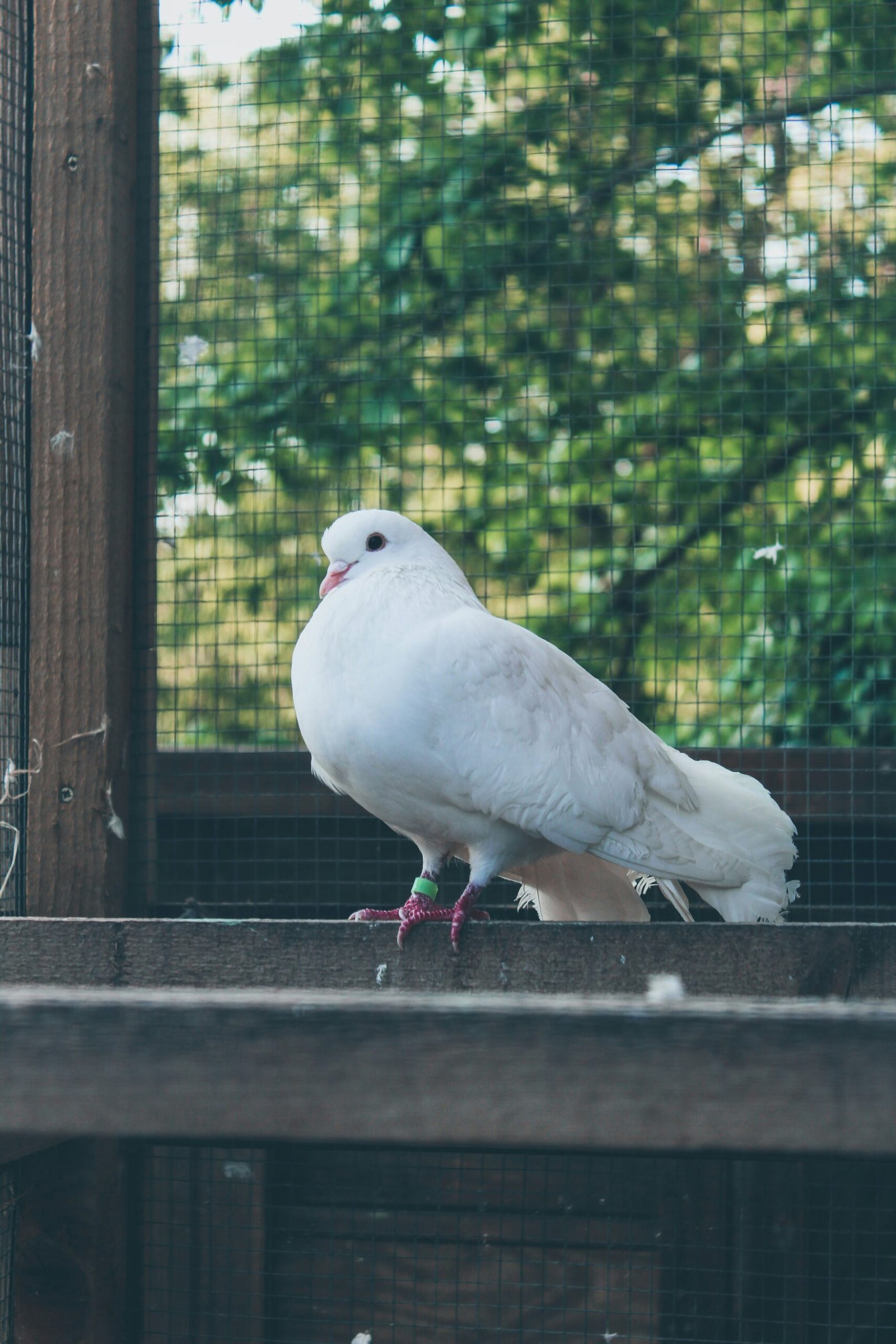 Effective Pigeon Netting Services in Pune: Comprehensive Solutions for Pigeon Control