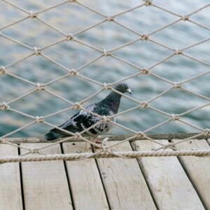 Bird Netting pune